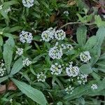 Lobularia maritima Virág