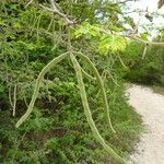 Vachellia tortuosa Tervik taim