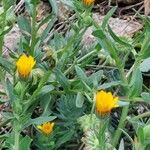 Calendula arvensis Інше