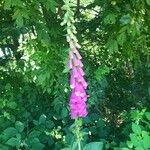 Digitalis purpurea Агульны выгляд