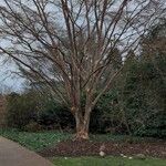 Vachellia xanthophloea आदत