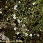 Arenaria hispida Habitatea