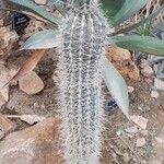 Pachycereus pringlei Habit