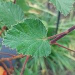 Pelargonium betulinum Hostoa