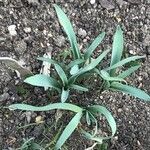 Allium caeruleum Folha