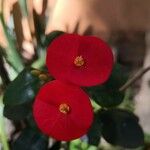 Euphorbia milii Blüte
