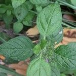 Clinopodium vulgare Leaf