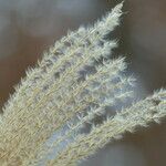Miscanthus sinensis Kvet