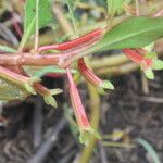 Ludwigia inclinata Blomst