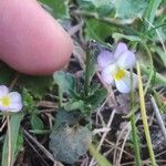 Viola kitaibeliana Leaf