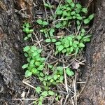 Luronium natans Leaf