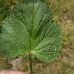 Erodium malacoides Leaf