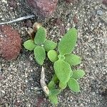 Mesembryanthemum crystallinum Leaf