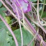 Ipomoea purpurea Bark