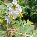 Solanum sisymbriifolium Fleur