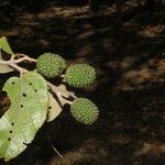 Guazuma ulmifolia Fruit