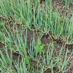 Allium ascalonicum Leaf
