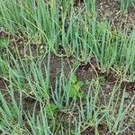 Allium ascalonicum List