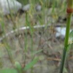 Polypogon viridis 葉