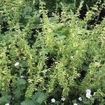 Salvia glutinosa Other