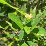 Sida alba Flower