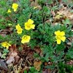 Potentilla pedata पत्ता