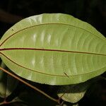 Miconia lateriflora Leaf