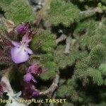 Teucrium rotundifolium 花