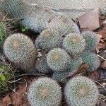 Mammillaria standleyi Hoja