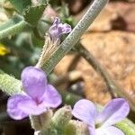 Matthiola parviflora