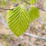 Fagus sylvaticaЛіст