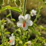 Hibiscus flavifolius Квітка