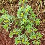 Crotalaria pycnostachya Leaf