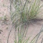 Eragrostis curvula आदत