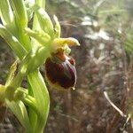 Ophrys arachnitiformis മറ്റ്