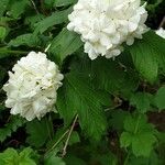 Viburnum opulusVirág