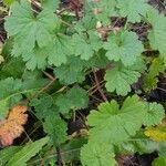 Geranium rotundifolium ശീലം