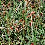 Blysmus compressus Libunga