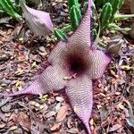 Stapelia giganteaBlomma