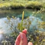 Lycopodium annotinum Frutto