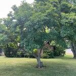 Magnolia kobus Staniste
