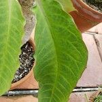 Euphorbia alfredii Hoja