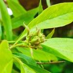 × Chitalpa tashkentensis Fruchs