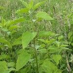 Helianthus giganteus ശീലം