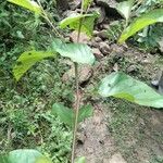 Nauclea latifolia Folio