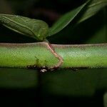 Castilla elastica Rusca