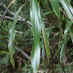 Cordyline mauritiana Blad