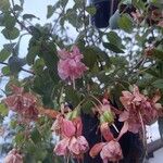 Fuchsia spp. Kvet