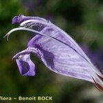Dracocephalum austriacum Fleur
