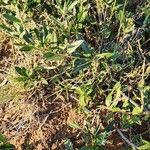 Boscia mossambicensis Hoja